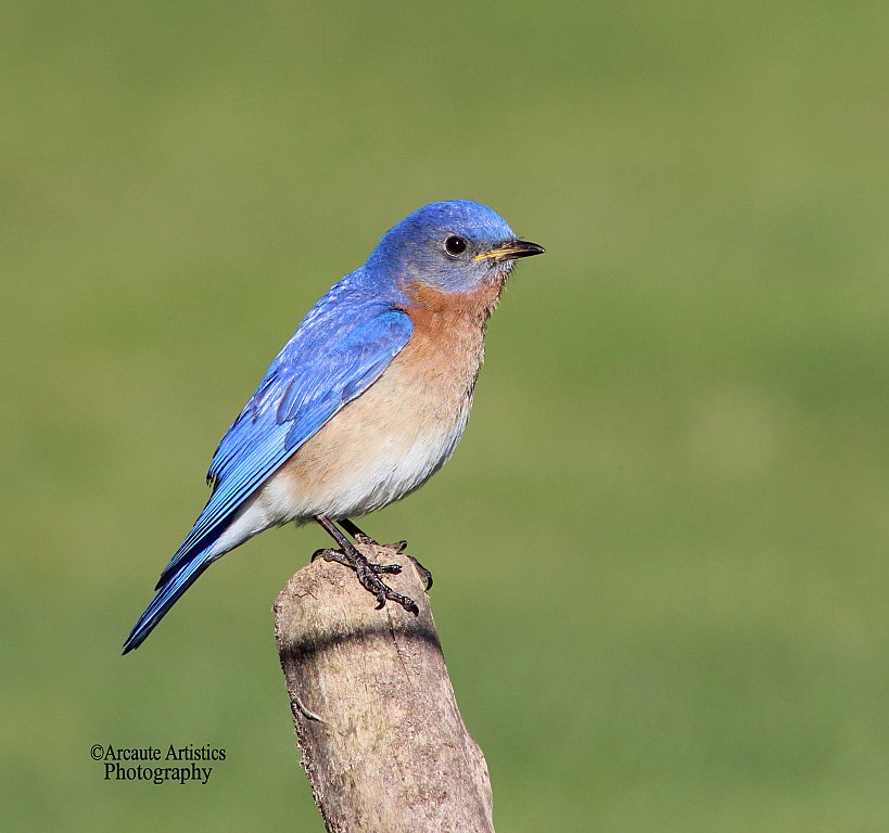 Eastern Bluebird | Shutterbug